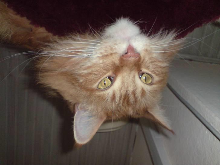 Maine Coon Gandalf - hvad sker der dernede??? billede 11