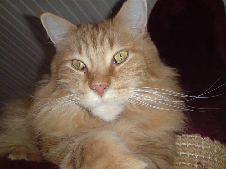 Maine Coon Gandalf billede 12