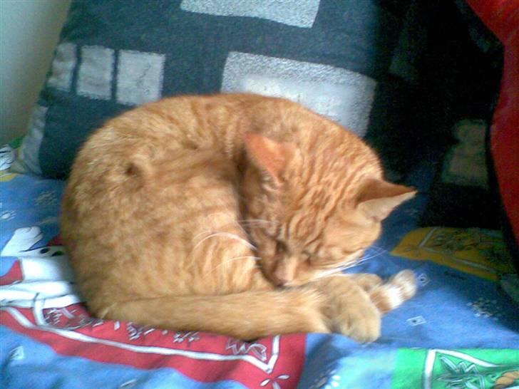 Huskat Jensen billede 1