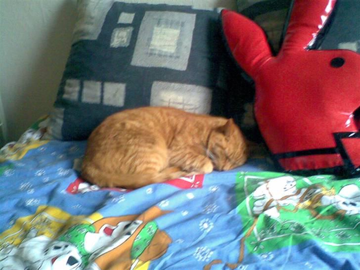 Huskat Jensen billede 2