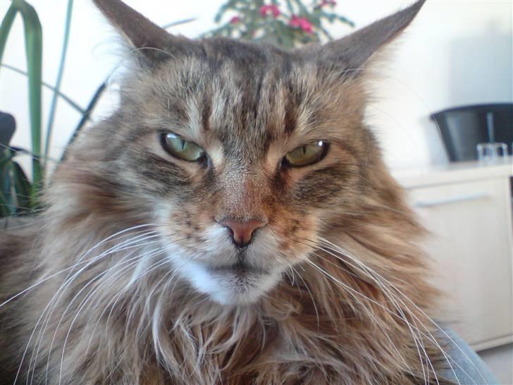 Maine Coon Jasmin alias Sasi - jeg kan også blive sur..  billede 8