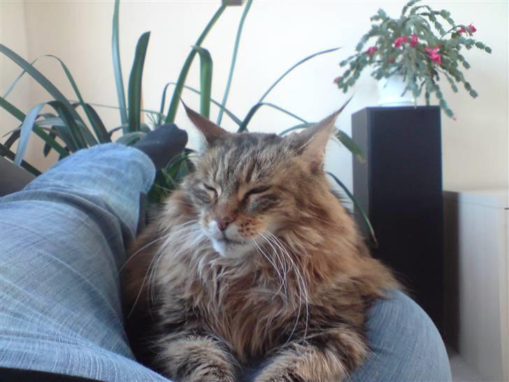 Maine Coon Jasmin alias Sasi - jeg elsker mit menneske billede 9