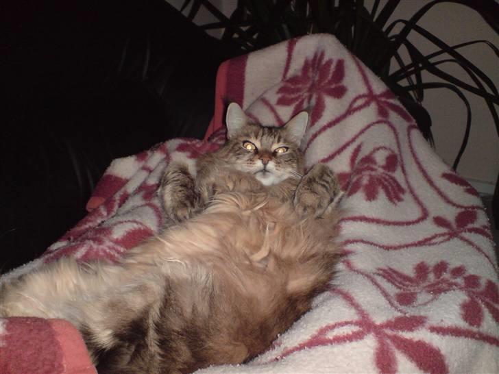 Maine Coon Jasmin alias Sasi - det her er bare livet.. ligge og dase her på tæppet billede 10