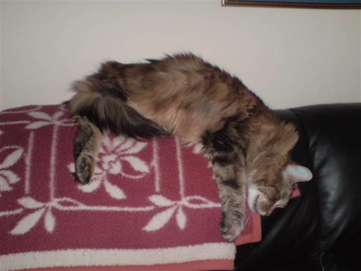 Maine Coon Jasmin alias Sasi - total afslapning..  billede 11