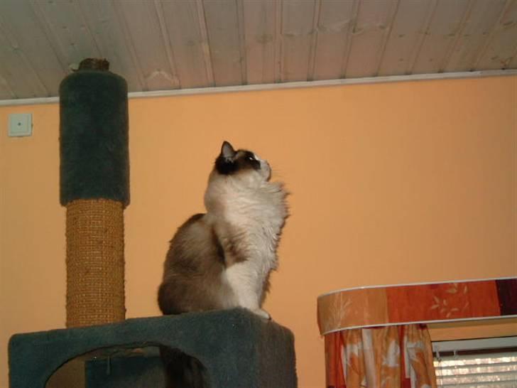 Ragdoll Adeline - Hjemmeside www.123hjemmeside.dk/ragdoll billede 1