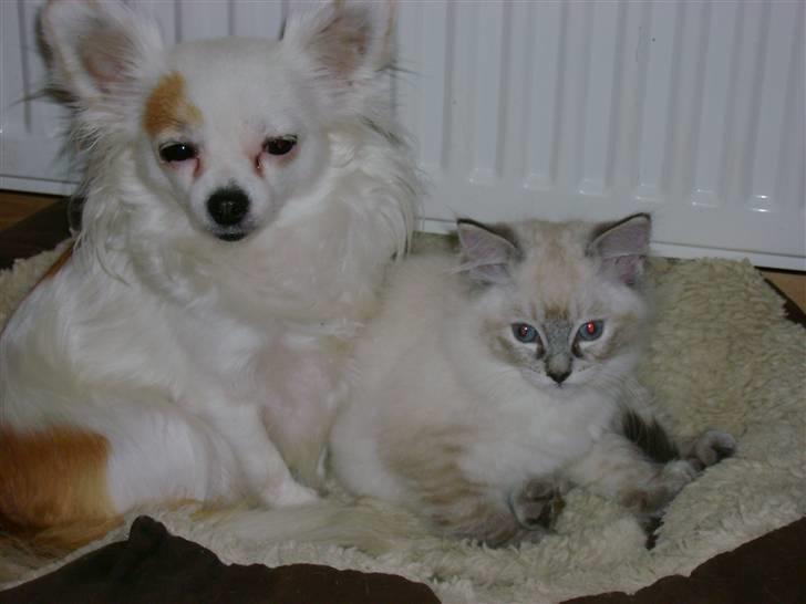 Ragdoll Adeline - Miss Sophi og Drue-Hyld  billede 2