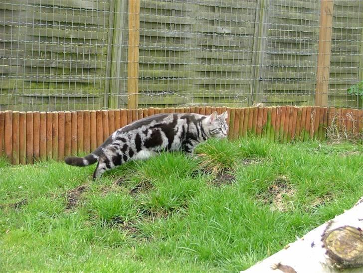 Huskat Angel Of Fire billede 10