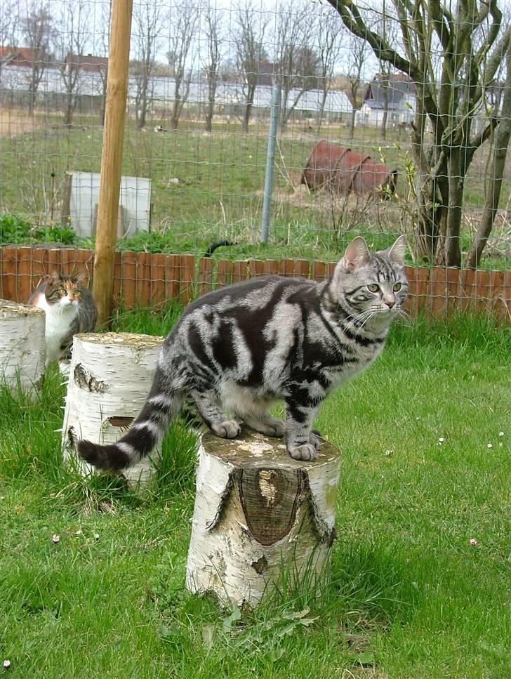 Huskat Angel Of Fire - 6. april 08 billede 11