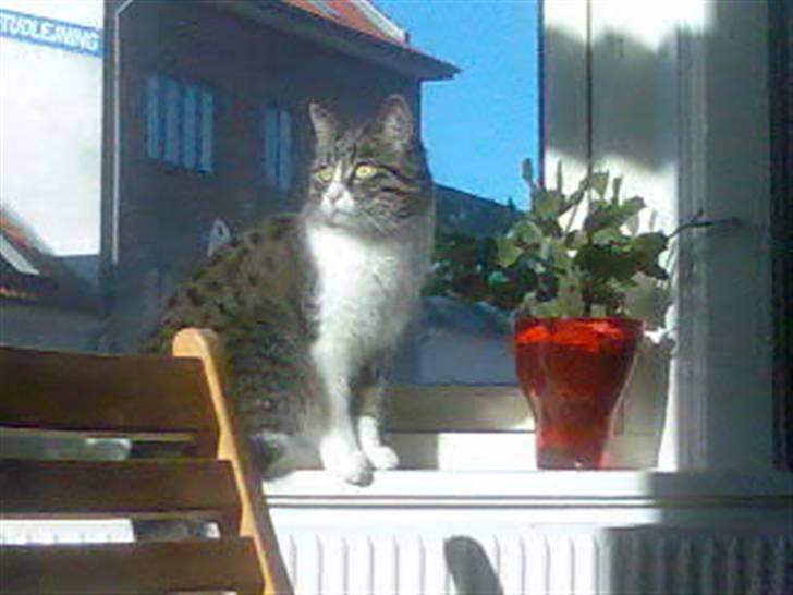 Huskat Nala billede 6