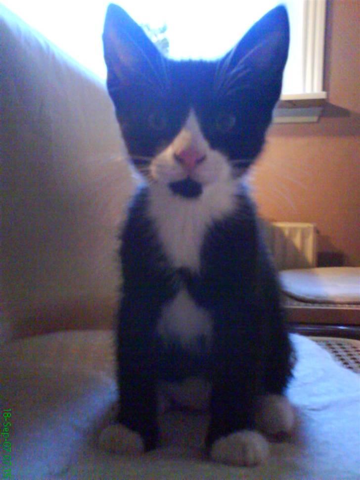 Huskat Bob - velkommen til bobs´ profil. billede 1