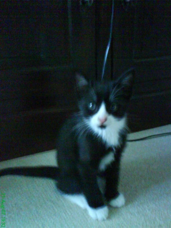 Huskat Bob - som lille killing(´;. billede 2