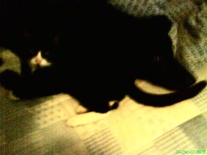 Huskat Bob - Bob og Bell i nicolines seng(:. billede 3