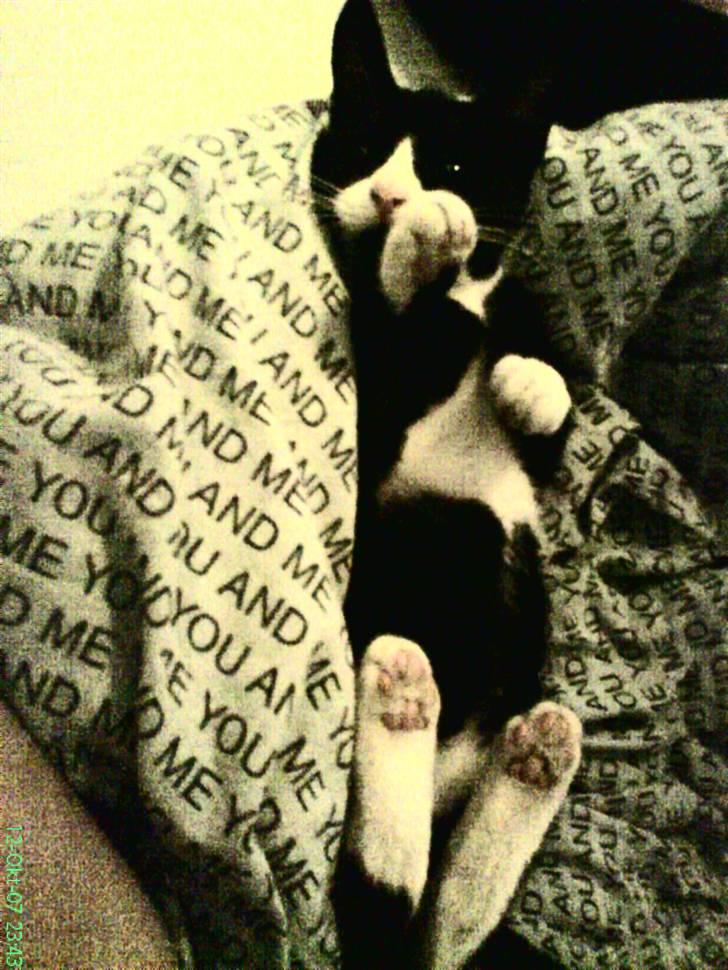 Huskat Bob - Bob putter i dynerne[;. billede 4