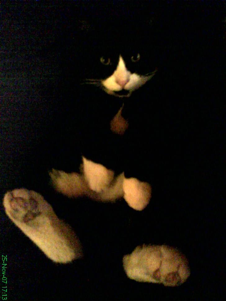 Huskat Bob - haha du nusser - lidt mørkt/:. billede 5