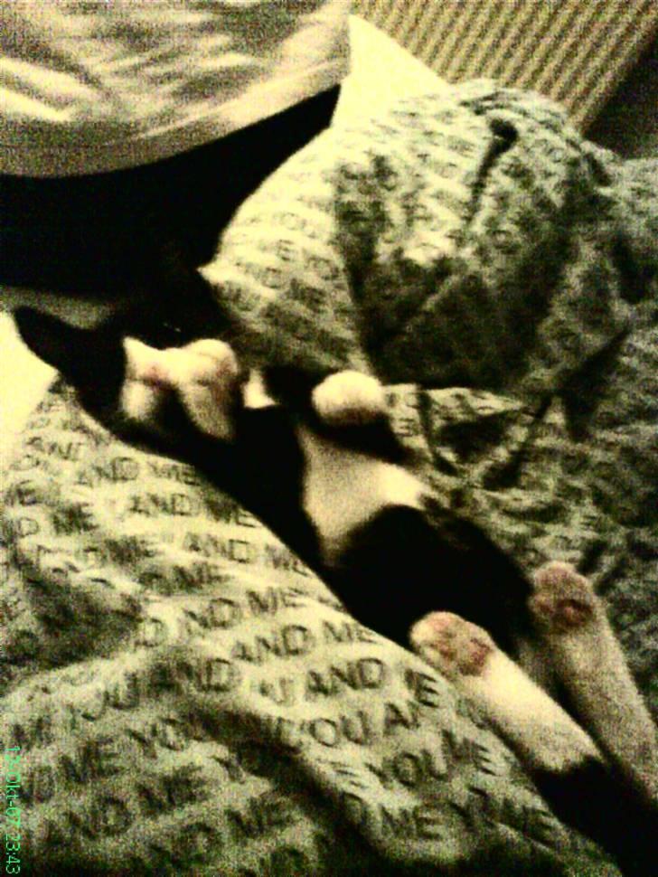 Huskat Bob - igen(:. billede 6