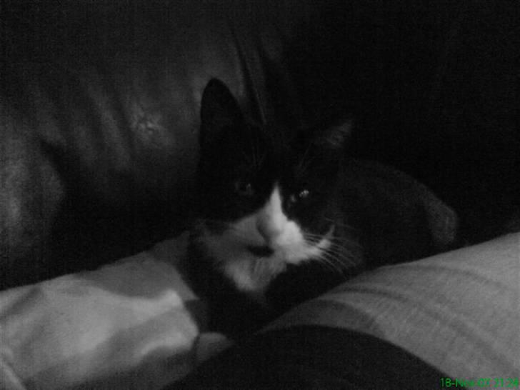 Huskat Bob - i sofaen(:. billede 7