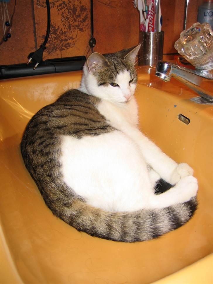 Huskat Buller aka. Muggermis - Den kat kan sove over alt! billede 5