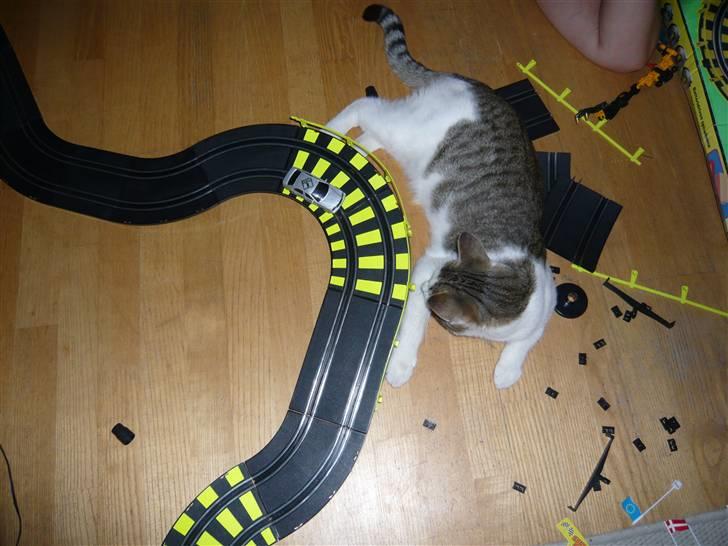 Huskat Buller aka. Muggermis - Fordi du betyder så meget for mig! :´) billede 6