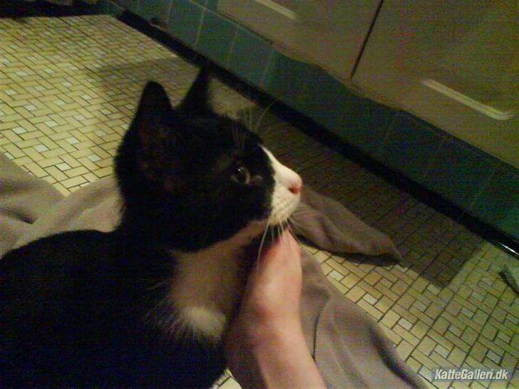 Huskat Bob - Bob på badeværelset! billede 8