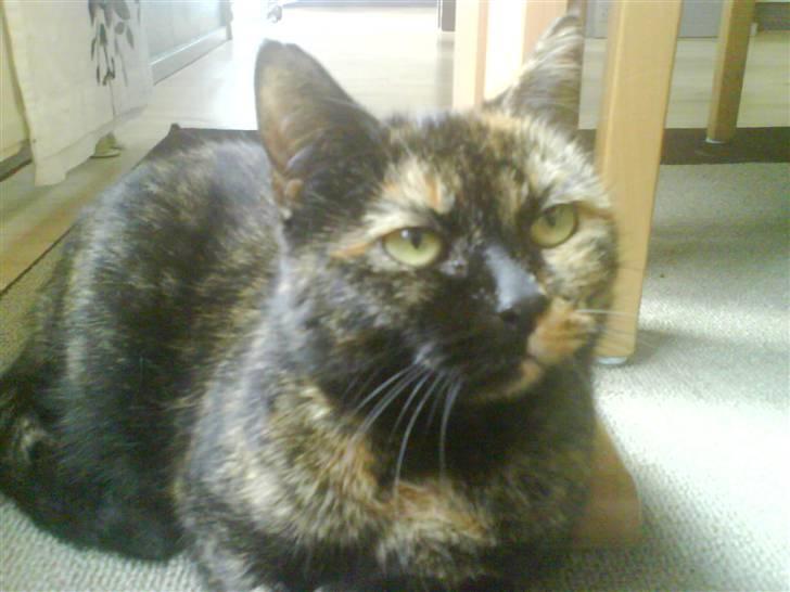 Huskat Line billede 2