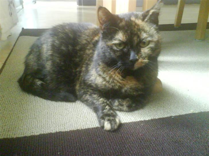 Huskat Line billede 3