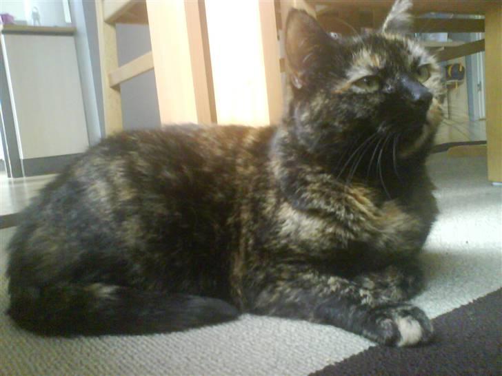 Huskat Line billede 4