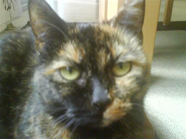 Huskat Line billede 5