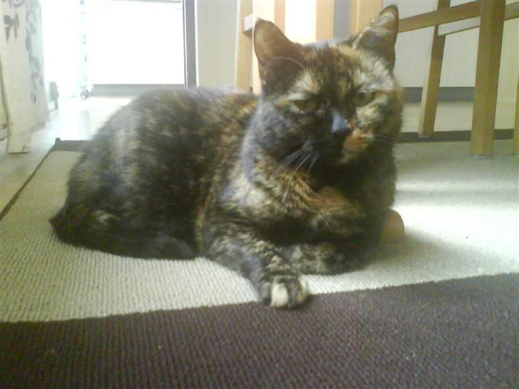 Huskat Line billede 6