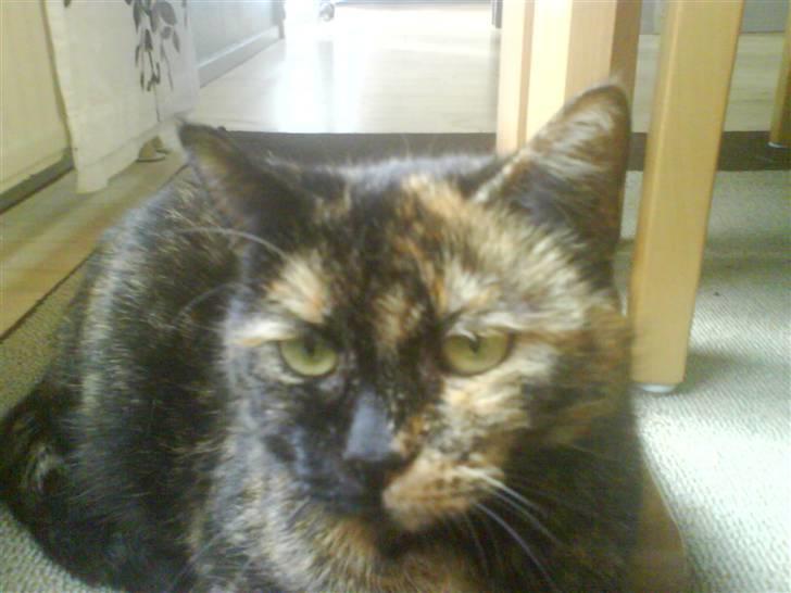 Huskat Line billede 7