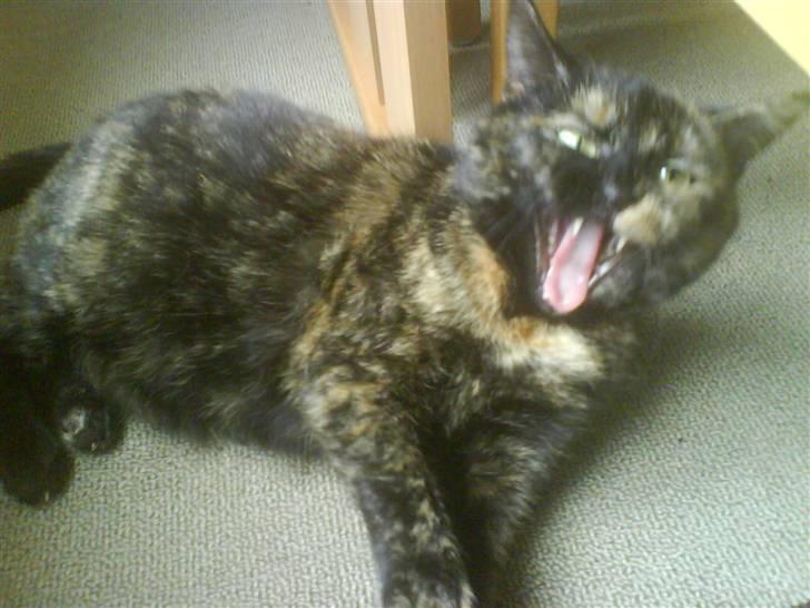 Huskat Line billede 10