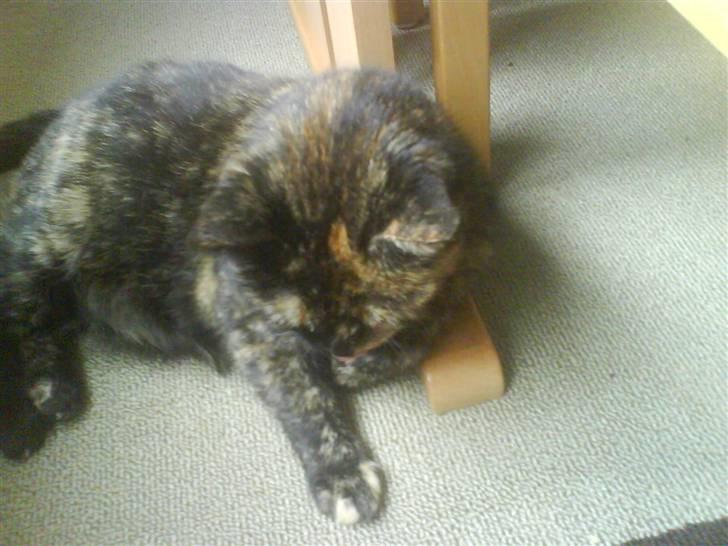 Huskat Line billede 11