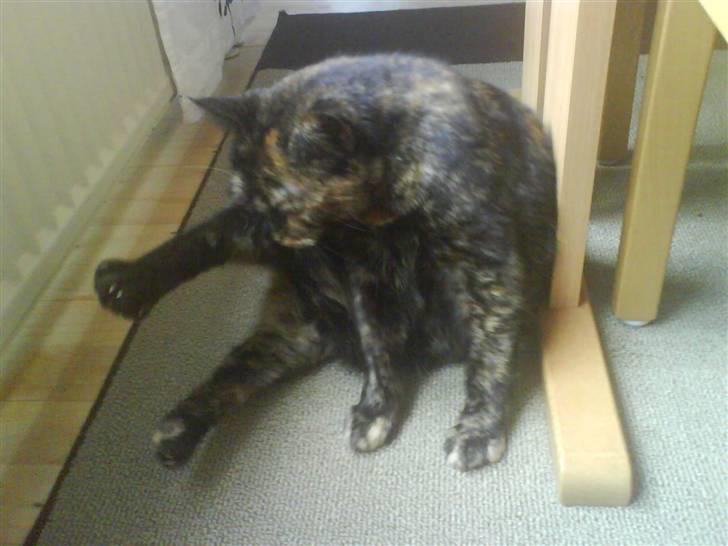 Huskat Line billede 13