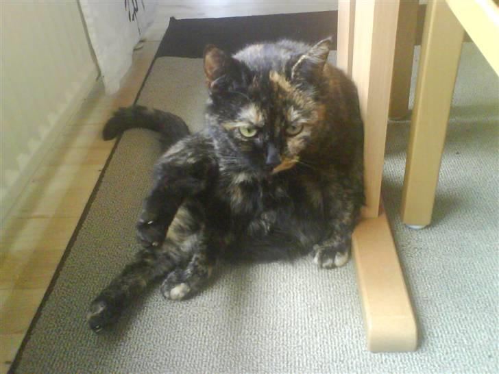 Huskat Line billede 14