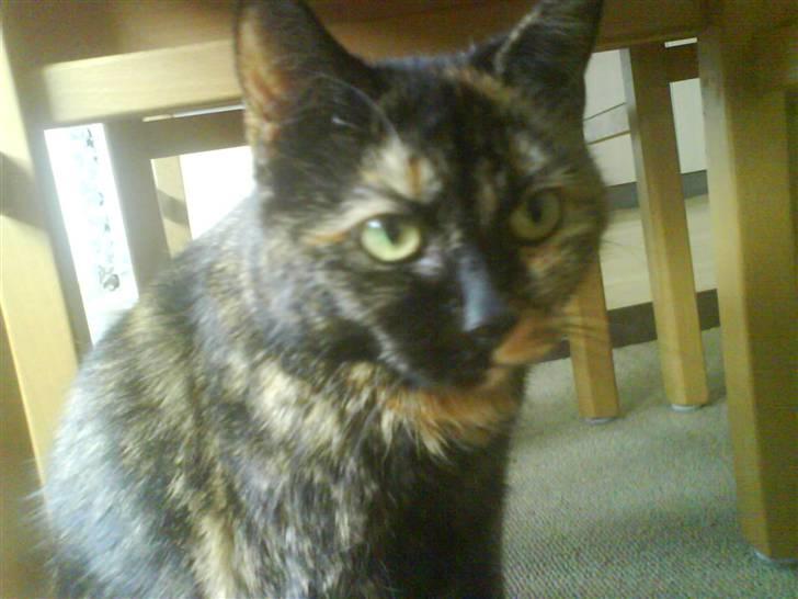 Huskat Line billede 15