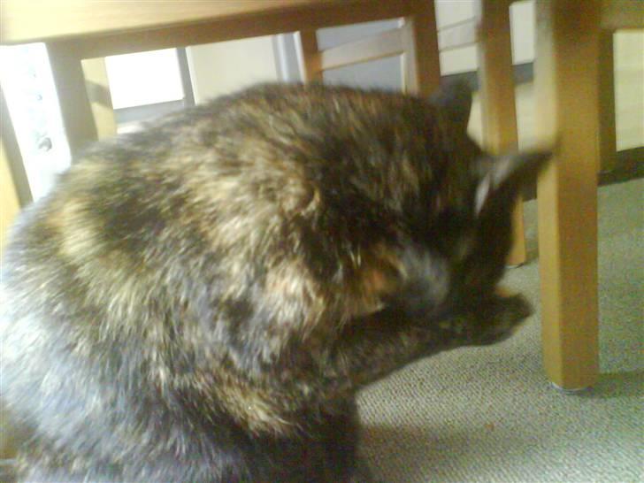 Huskat Line billede 16