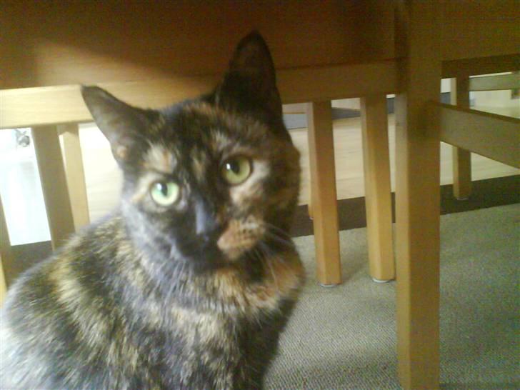 Huskat Line billede 17