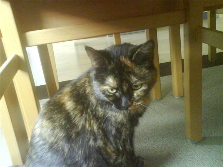 Huskat Line billede 18