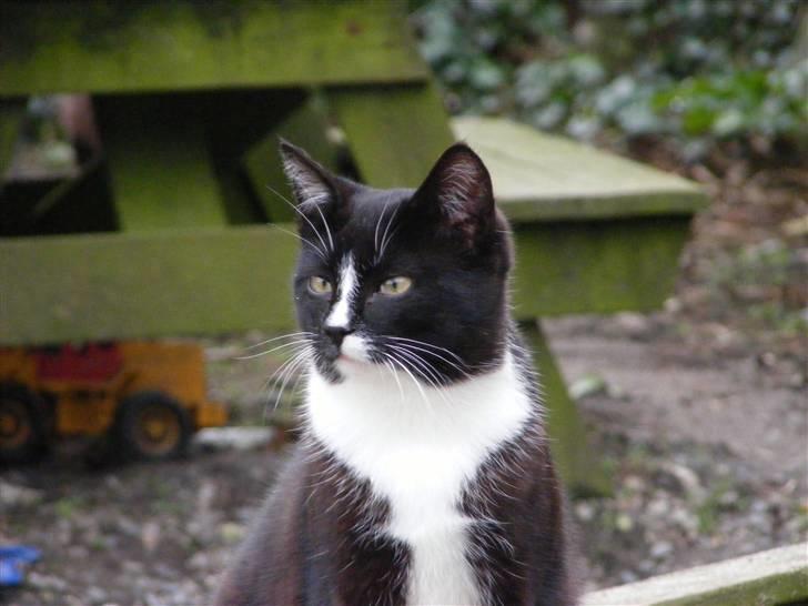 Huskat Tykke <3 billede 1