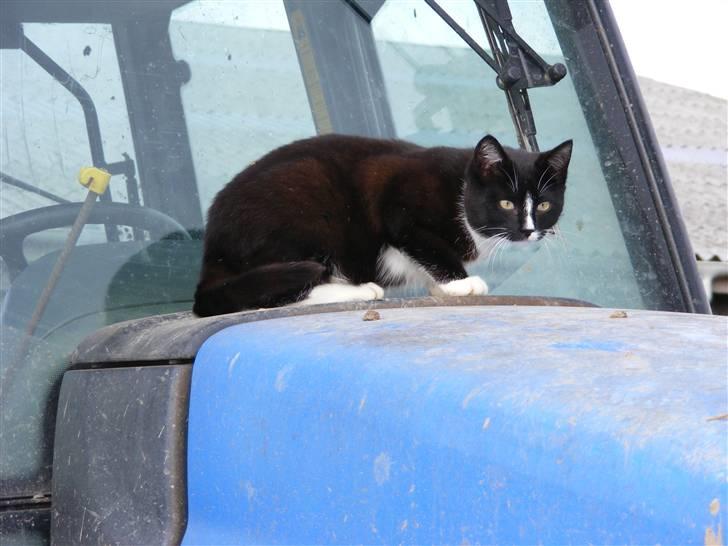 Huskat Tykke <3 billede 2