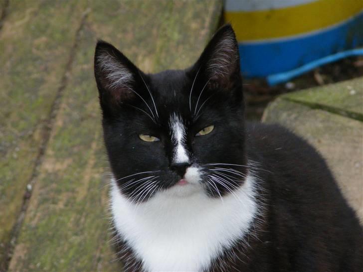 Huskat Tykke <3 billede 3