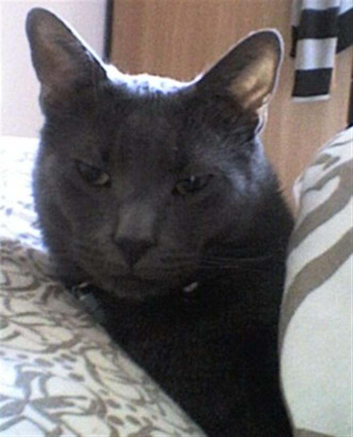 Huskat Karlsson billede 1