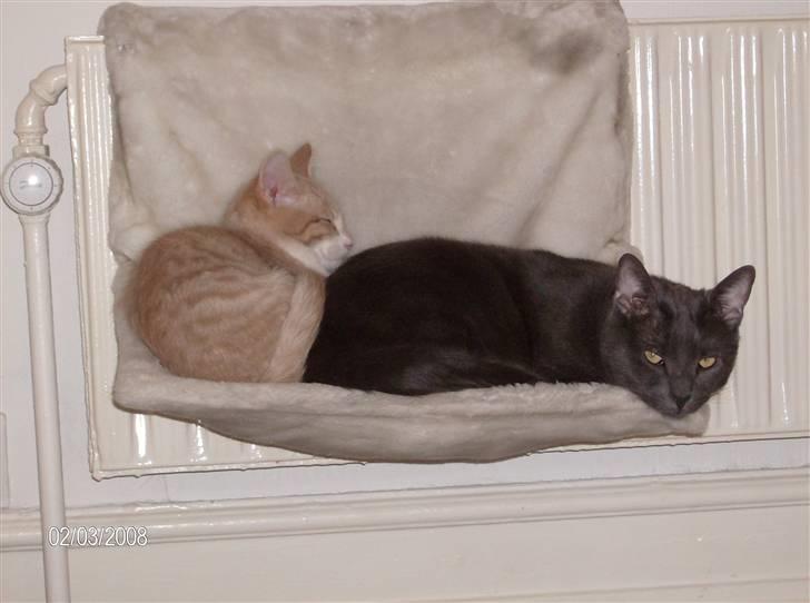 Huskat Karlsson billede 2