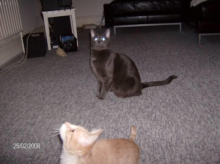 Huskat Karlsson billede 3