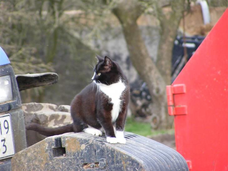 Huskat Tykke <3 billede 4