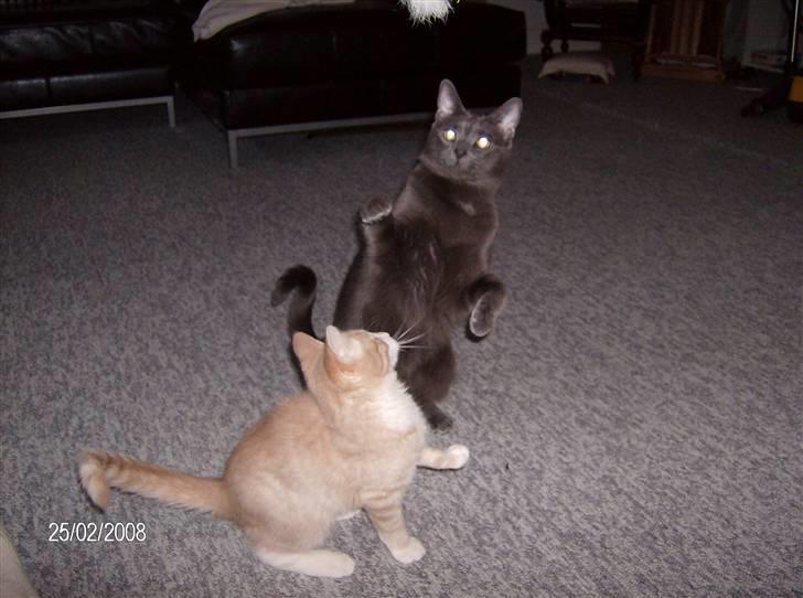 Huskat Karlsson billede 4