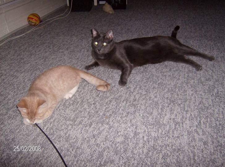 Huskat Karlsson billede 5