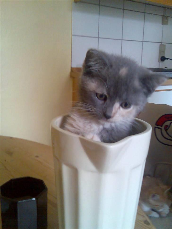 Huskat Wilma billede 1