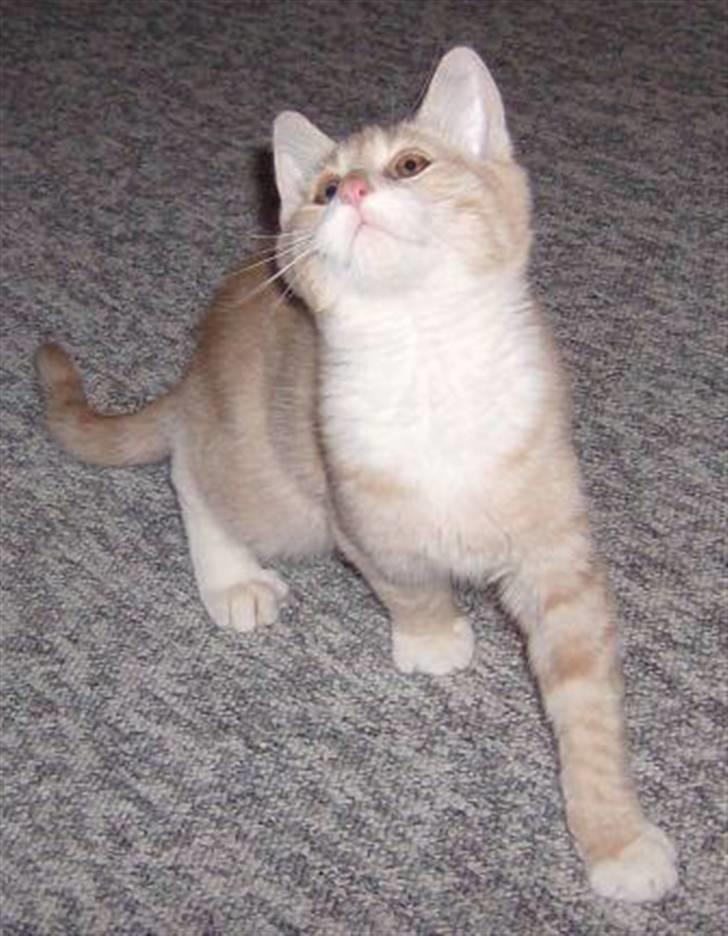 Blanding af racer Kalvin billede 1