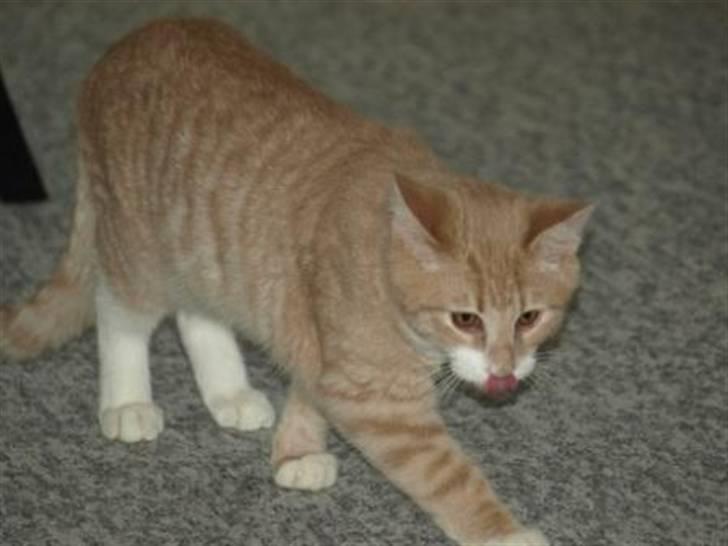 Blanding af racer Kalvin billede 2