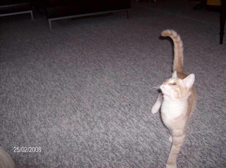 Blanding af racer Kalvin billede 3